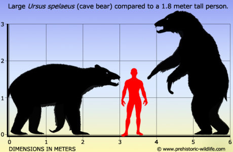 ursus-spelaeus-cave-bear-size